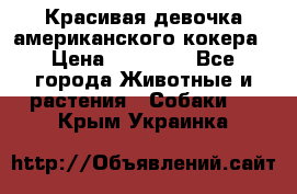 Красивая девочка американского кокера › Цена ­ 35 000 - Все города Животные и растения » Собаки   . Крым,Украинка